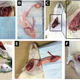 Image: Yi et al